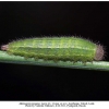 melanargia teneates talysh larva3